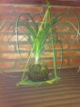 /products/kokedama-nonila/
